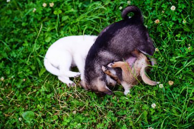 Yeşil çimenlerin üzerinde oynayan yavru