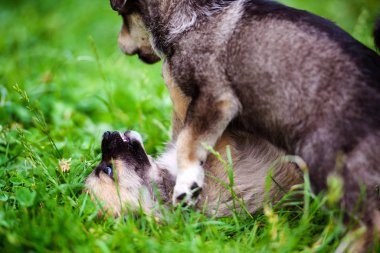 Yeşil çimenlerin üzerinde oynayan yavru