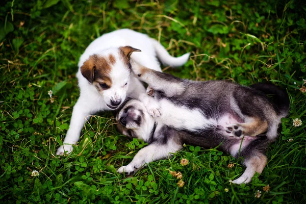 Cachorros jugando sobre hierba verde —  Fotos de Stock