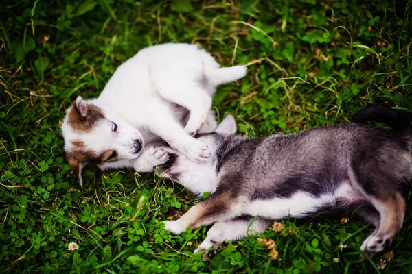 Cachorros brincando na grama verde — Fotografia de Stock
