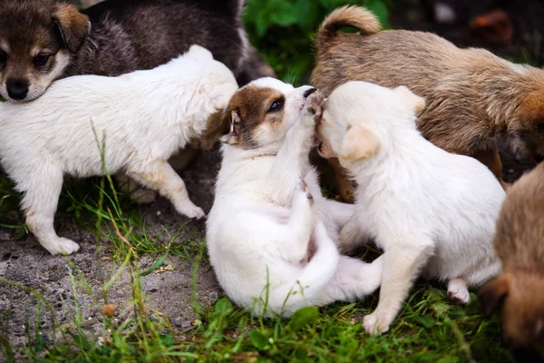 Cuccioli che giocano su erba verde — Foto Stock