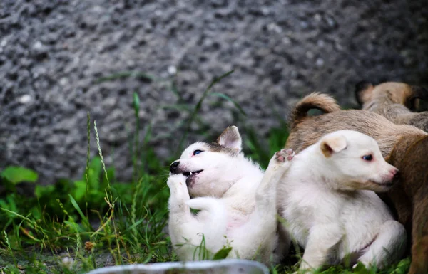 Cuccioli che giocano su erba verde — Foto Stock