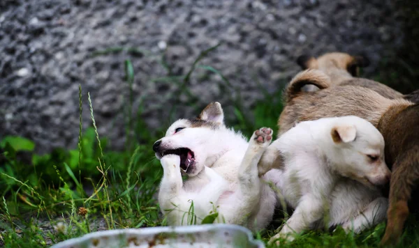 Cuccioli che giocano su erba verde — Foto Stock