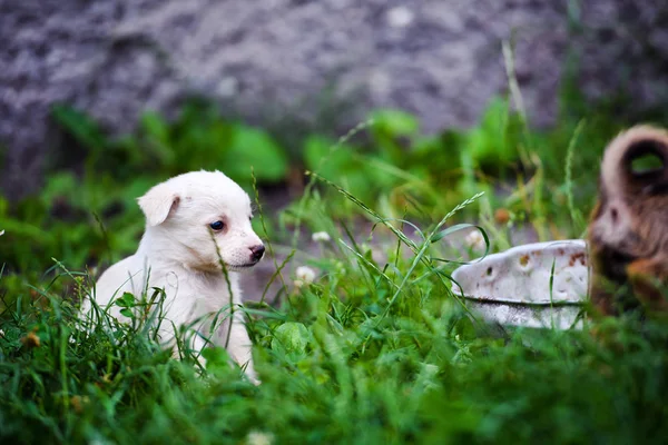 Puppy's spelen op gras — Stockfoto