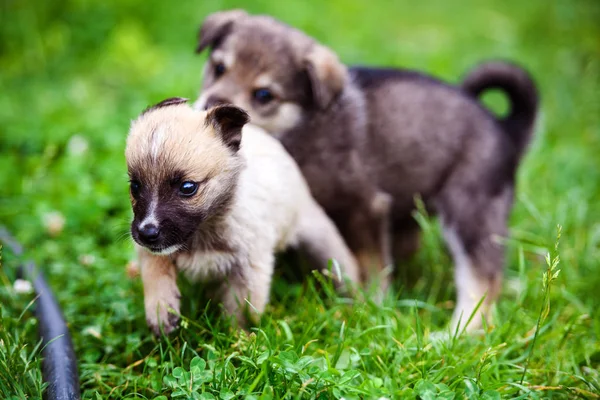 Puppies playing on green grass — Stock Photo, Image