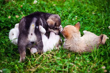 Yeşil çimenlerin üzerinde oynayan yavru