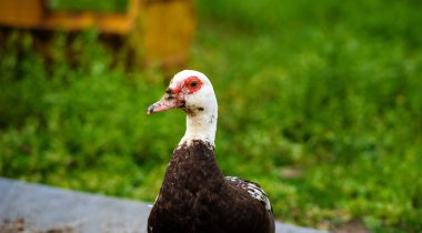 Yeşil çimlerde ördek, yaz zamanı.