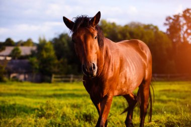Yazın güzel at portresi