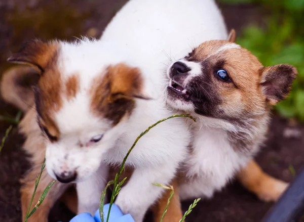 Puppy's spelen op gras — Stockfoto