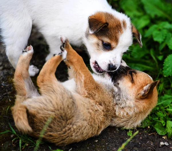 Cachorros jugando sobre hierba verde —  Fotos de Stock