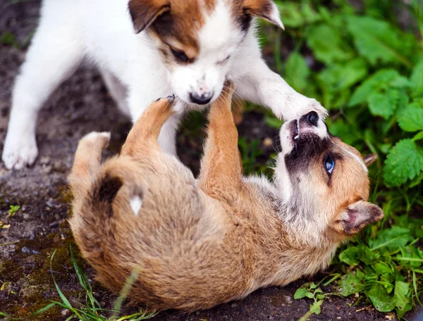 Cachorros jugando sobre hierba verde — Foto de Stock