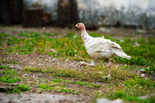 Jeune dinde dans une ferme — Photo