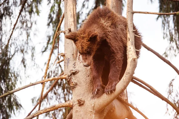 Medvědí mládě na stromě — Stock fotografie
