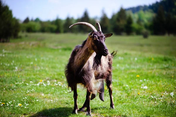 Ziege auf der grünen Sommerwiese — Stockfoto