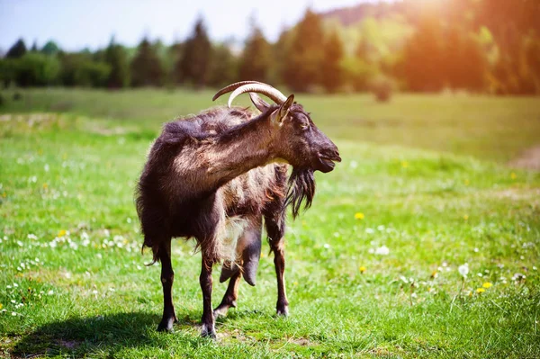 Goat on the green summer meadow — Stock Photo, Image