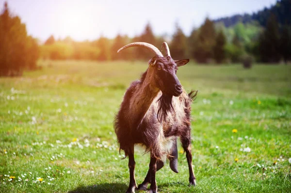 Koza na lato zielony łąka — Zdjęcie stockowe