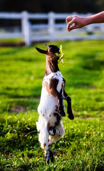 Braune Ziegenbabys stehen im Sommergras. Niedlich mit lustig. — Stockfoto