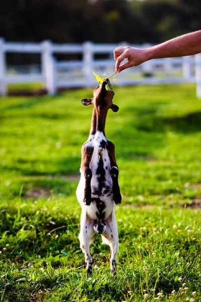 Crianças de cabra bebê marrom ficar na grama de verão. Bonito com engraçado . — Fotografia de Stock