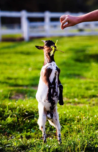 Braune Ziegenbabys stehen im Sommergras. Niedlich mit lustig. — Stockfoto