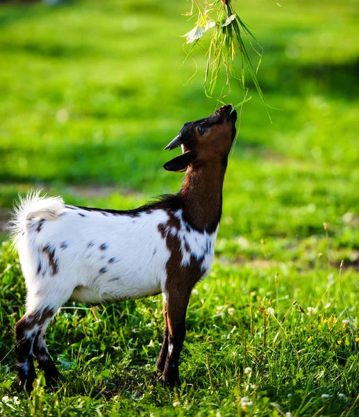 Brown baby goat kids stand in summer grass. Cute with funny. — Stock Photo, Image