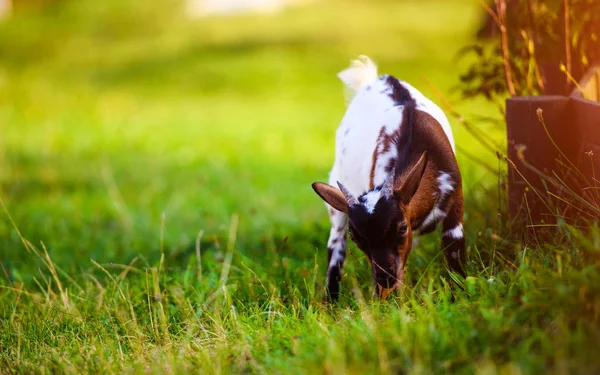 Barna kecske kölykök állnak a nyári fűben. Aranyos és vicces.. — Stock Fotó