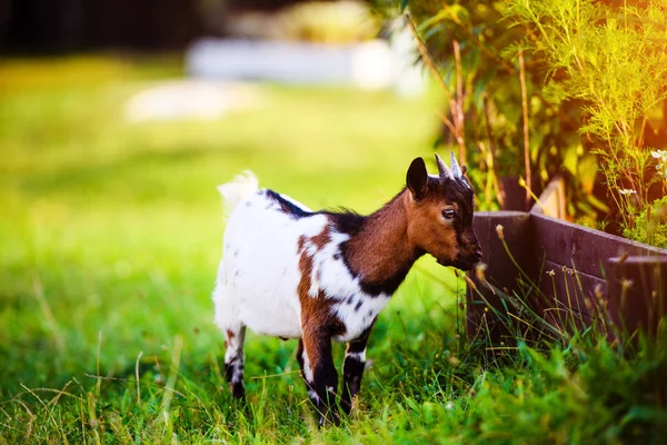 Braune Ziegenbabys stehen im Sommergras. Niedlich mit lustig. — Stockfoto