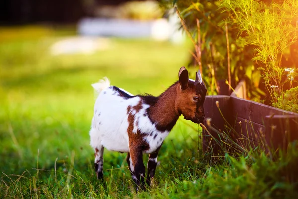 Braune Ziegenbabys stehen im Sommergras. Niedlich mit lustig. — Stockfoto