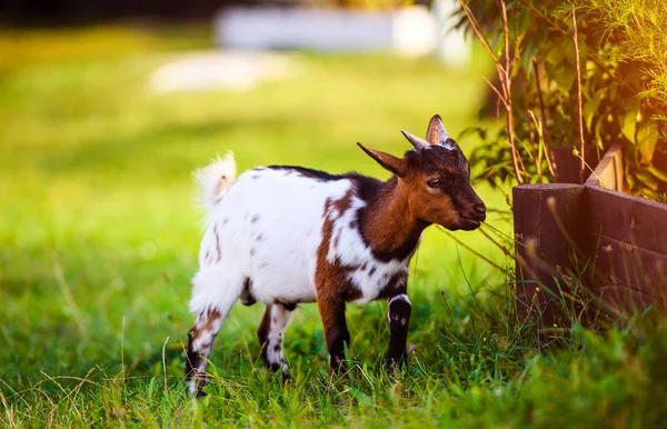 Crianças de cabra bebê marrom ficar na grama de verão. Bonito com engraçado . — Fotografia de Stock