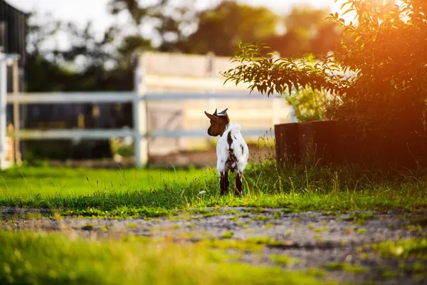 Brown baby goat kids stand in summer grass. Cute with funny. — Stock Photo, Image