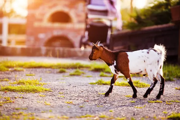 Les bébés chèvres brunes se tiennent dans l'herbe d'été. Mignon avec drôle . — Photo