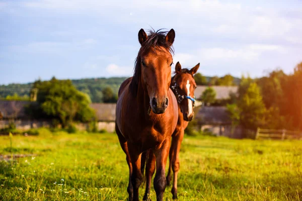 Retrato de hermoso caballo en verano —  Fotos de Stock