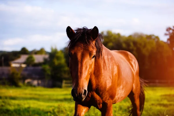 Portrait of beautiful horse in summer — Stock Photo, Image