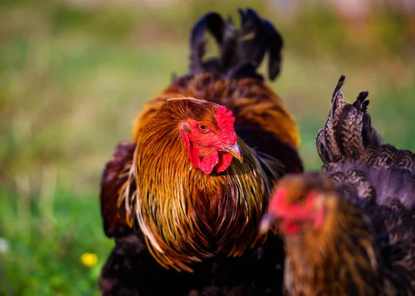 Vrije uitloop kip op een traditionele pluimveehouderij — Stockfoto
