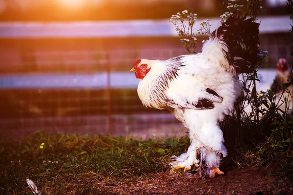 Free range chicken on a traditional poultry farm — Stock Photo, Image
