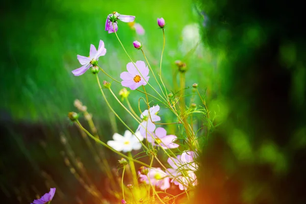 Schöne Frühlingsblumen. Blütenhintergrund. sonniger Tag. — Stockfoto