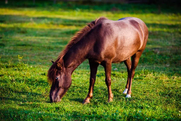 Portrait of beautiful horse in summer — Stock Photo, Image