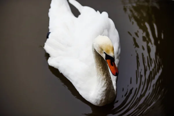 Schöne junge Schwäne im See — Stockfoto