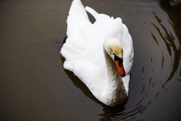 Hermosos cisnes jóvenes en el lago — Foto de Stock