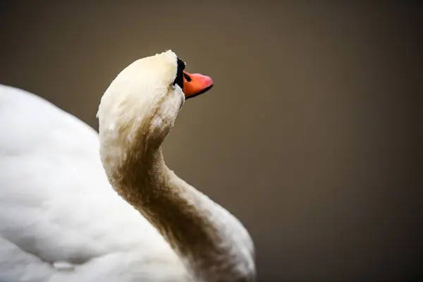 Gyönyörű fiatal hattyú tó — Stock Fotó