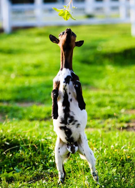 Niños cabritos de cabra bebé marrón de pie en hierba de verano. Lindo con divertido . Fotos De Stock