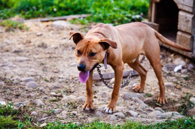 Mutlu Pitbull Terrier 'ler. Gülümseyen köpek. En iyi arkadaş