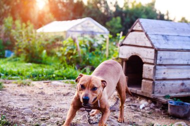 Mutlu Pitbull Terrier 'ler. Gülümseyen köpek. En iyi arkadaş
