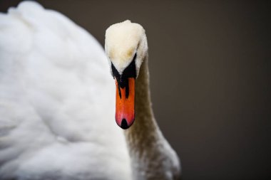 güzel genç Kuğu Gölü '