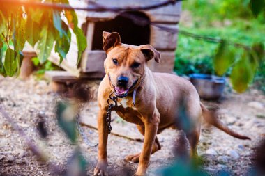 Mutlu Pitbull Terrier 'ler. Gülümseyen köpek. En iyi arkadaş