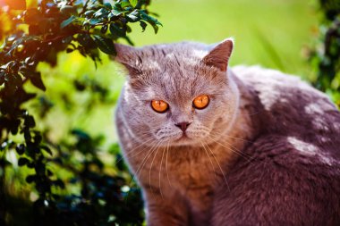 Yeşil çimenlerin üzerinde tatlı kedi