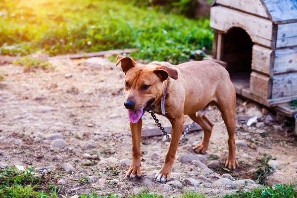 Happy Pit Bull Terrier. Un perro sonriente. Mejor amigo —  Fotos de Stock