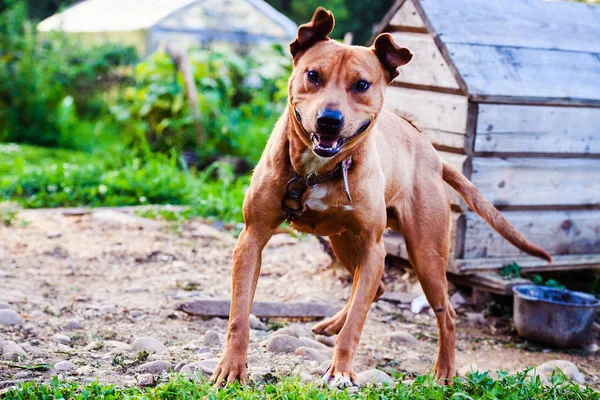 Happy Pit Bull Terrier. Un perro sonriente. Mejor amigo — Foto de Stock