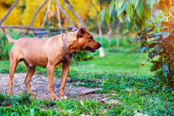 Happy Pit Bull Terrier. Smiling dog. Best friend — 스톡 사진