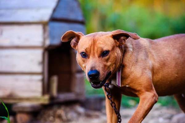 Szczęśliwego Pit Bull Terrier. Uśmiechnięty pies. Najlepszy przyjaciel. — Zdjęcie stockowe