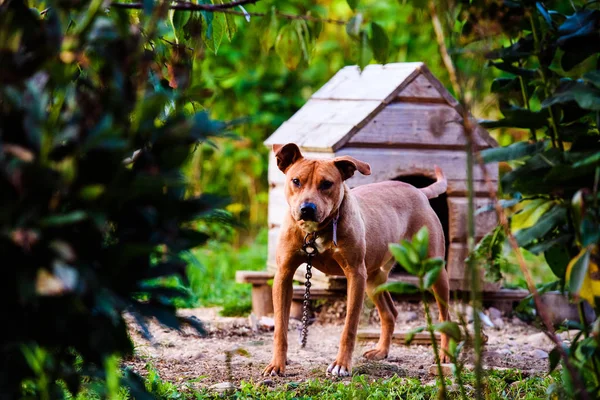 Happy Pit Bull Terrier. Un perro sonriente. Mejor amigo —  Fotos de Stock